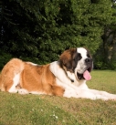 Big dog breeds St. Bernard