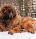 Big dog breeds Tibetan Mastiff