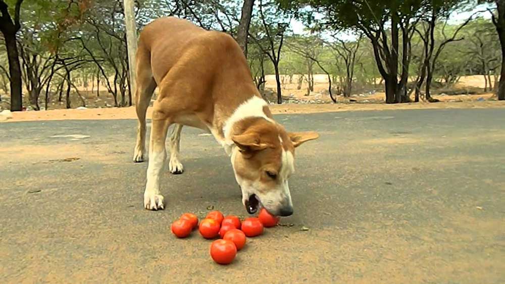 Can Dogs Eat Vegetables Fruits