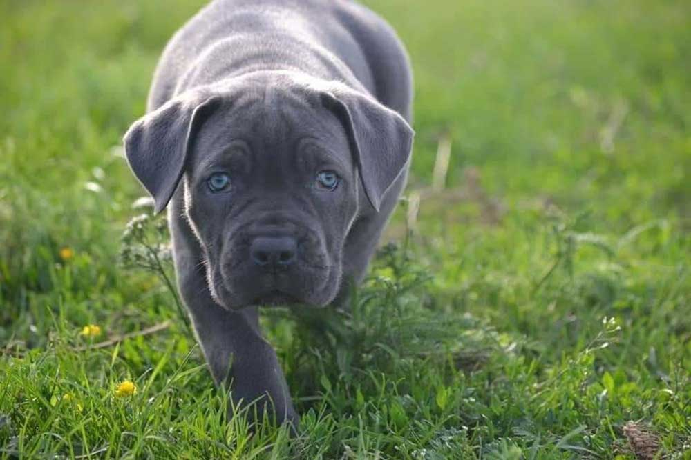 Cane Corso Puppies Loyal Pets And Reliable Guards