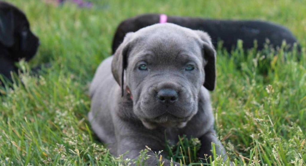 Cane Corso Puppies Loyal Pets And Reliable Guards