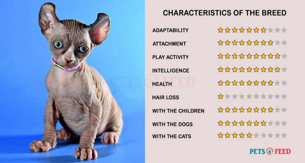 Cats-characteristics-Elf-Cat