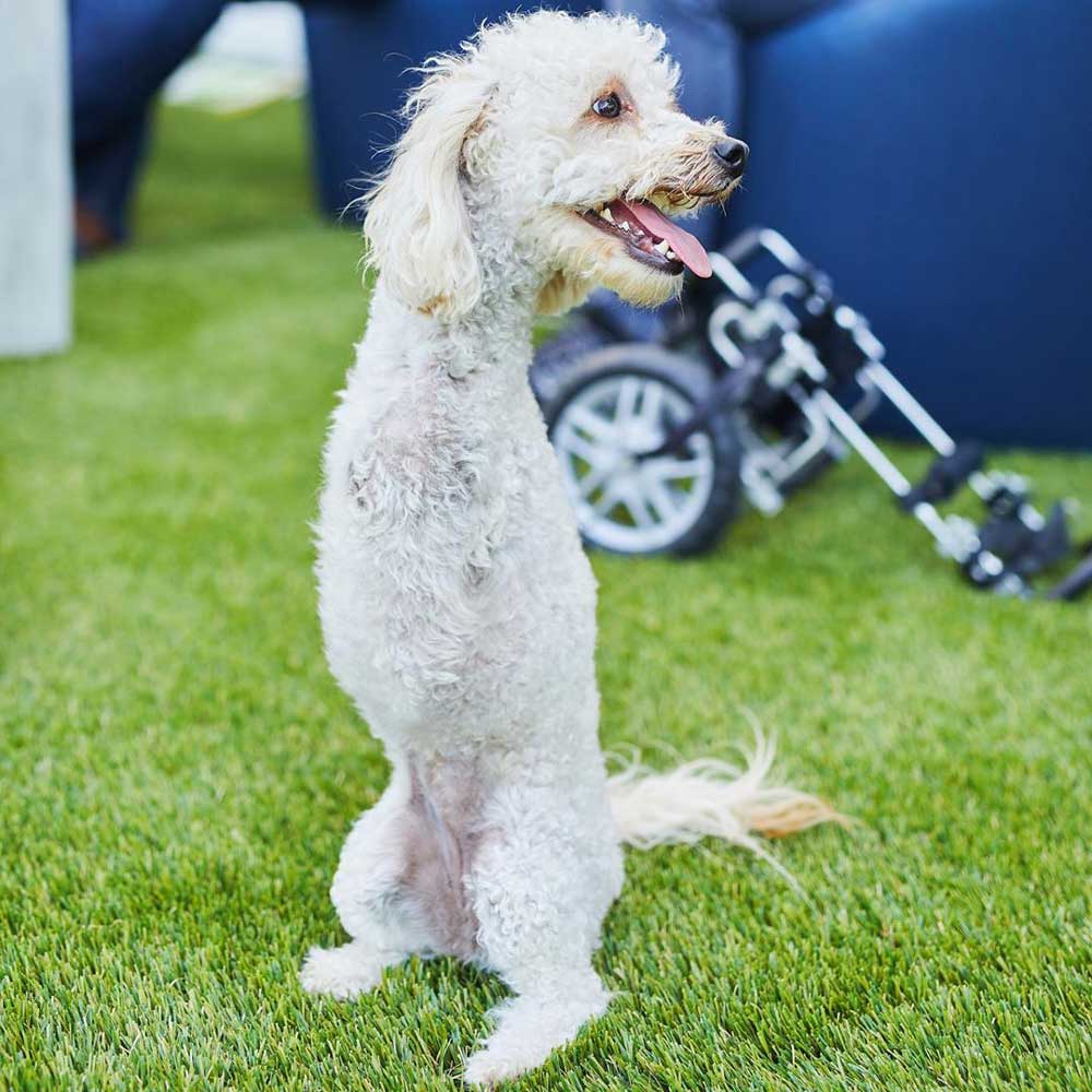 Cora poodle two legs recovery