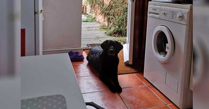 Dog Visits His Neighbor Every Day