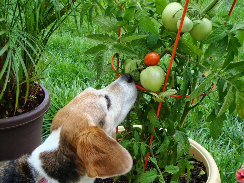 Dogs Eat Tomatoes