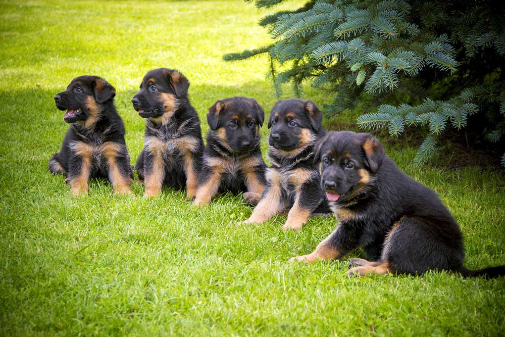 German Shepherd puppy puppies