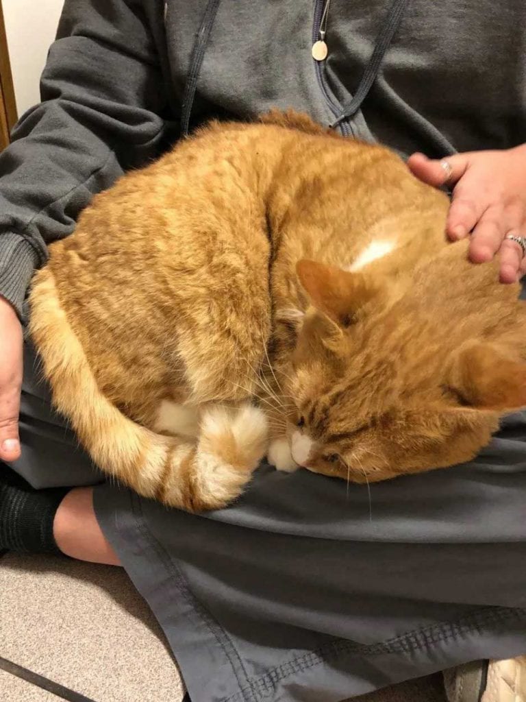 Jacque lap cat hugs finds home