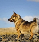 Swedish Vallhund dog