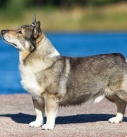 Swedish Vallhund dog