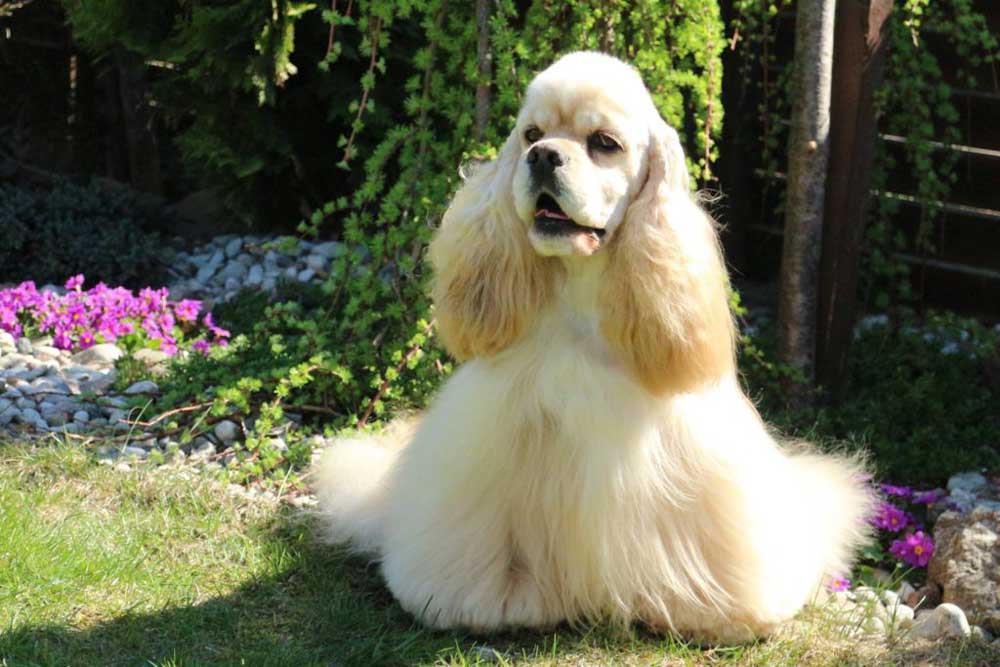 curly haired dog breeds