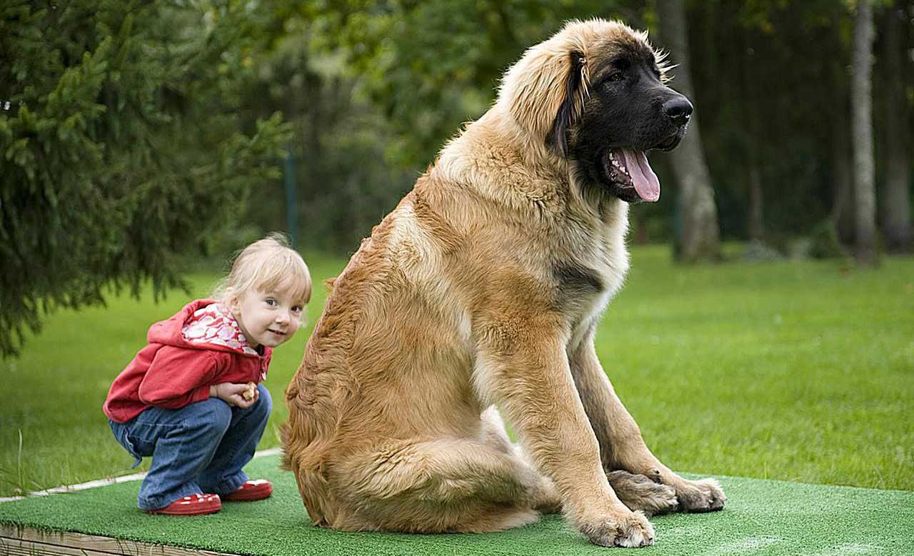 giant big dog breeds