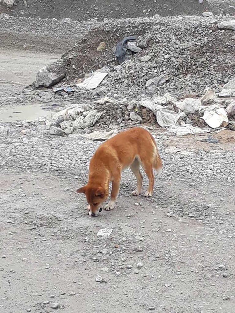 old singing dog breed reappears indonesia 50 years