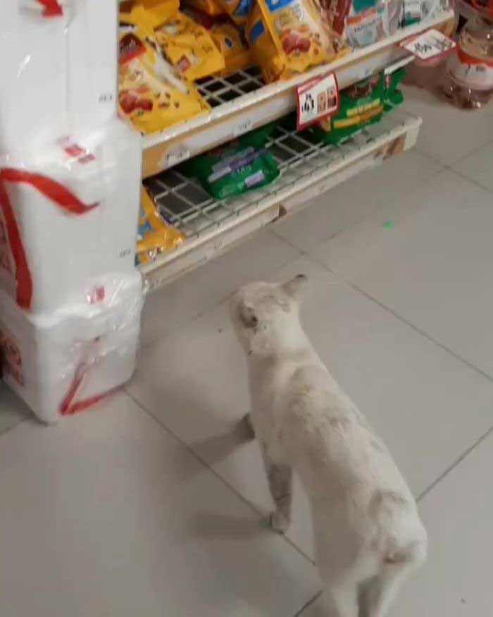 stray cat leads woman food conejo elgato
