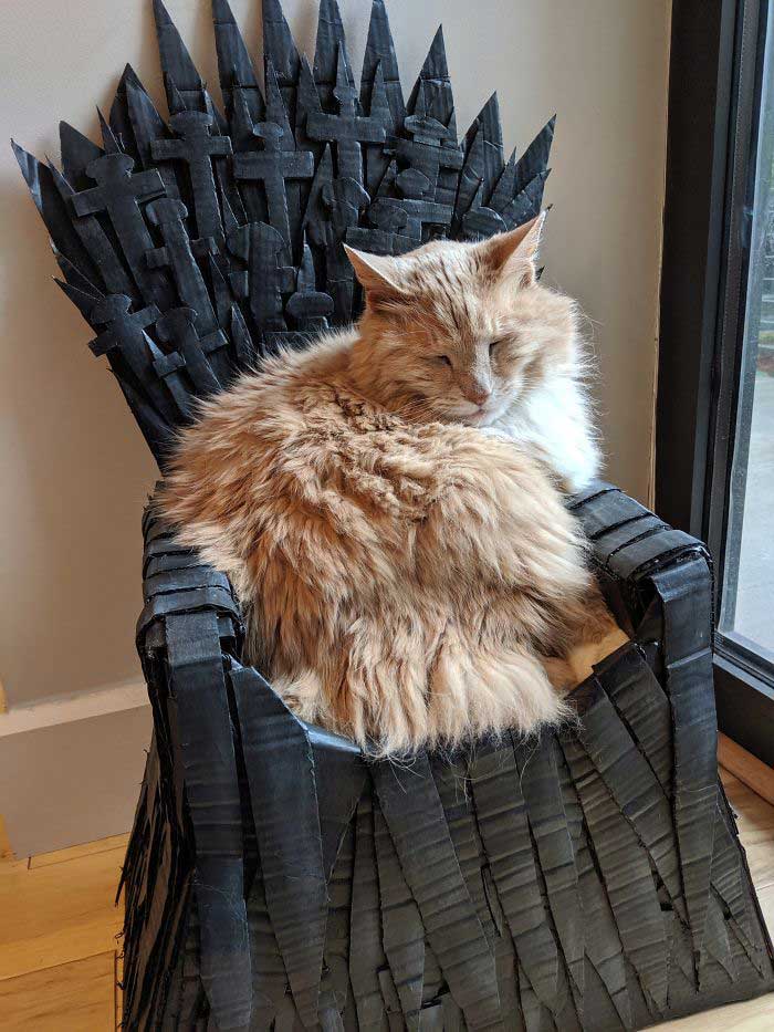 Arthur Maine Coon cat Game Of Thrones