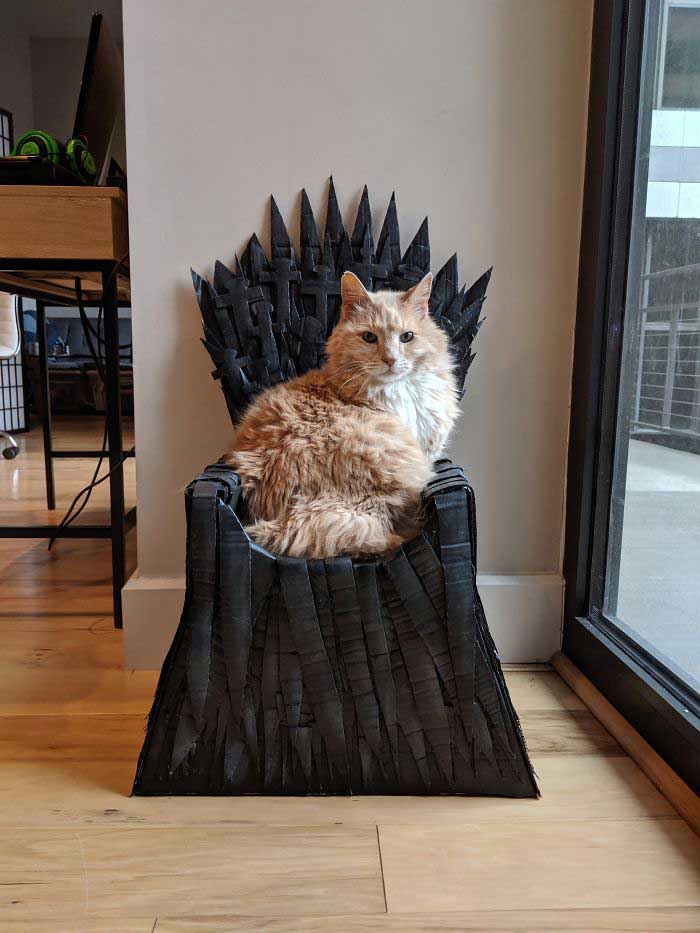 Arthur Maine Coon cat Game Of Thrones