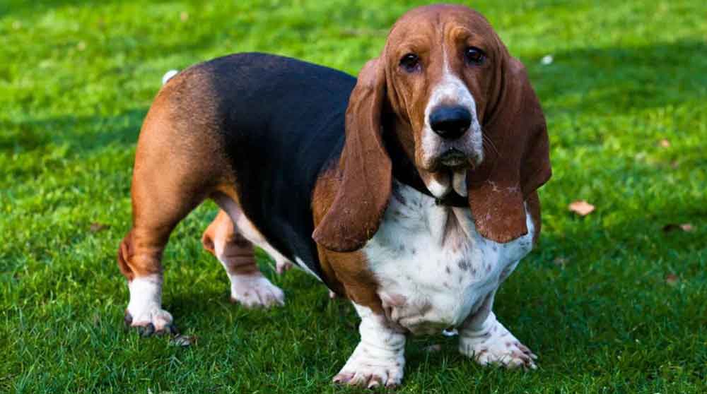 Dog Breeds Get Fat obesity Basset Hound