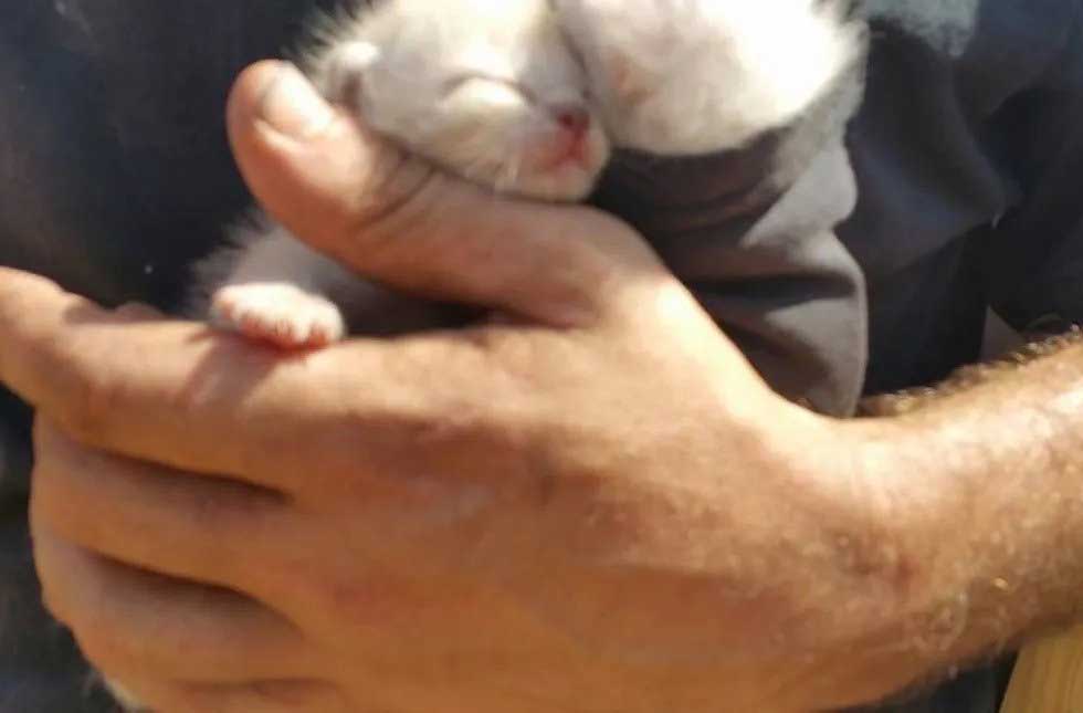 Spent 7 Hours Digging Save Kittens Dumpster