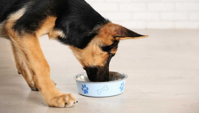 Feeding German Shepherd