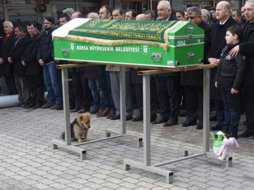 Heartbroken Dog Visits Best Friend Grave Every Day