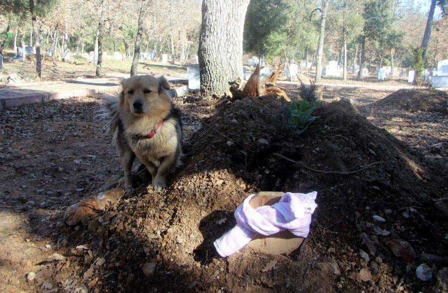 Heartbroken Dog Visits Best Friend Grave Every Day