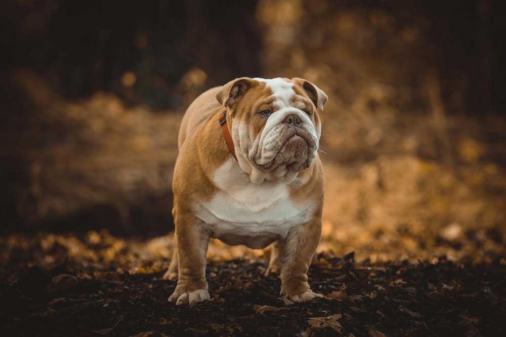 Most Expensive Dog Breeds In The World