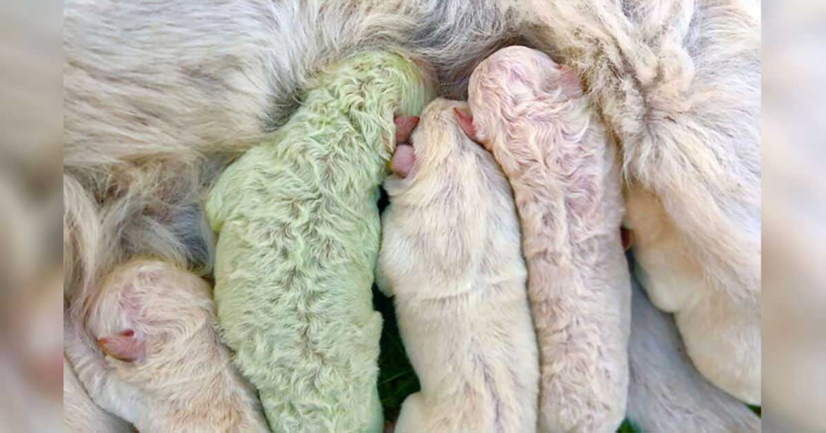 Pistachio green fur puppy