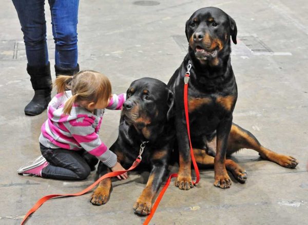 rottweiler-training-at-home-commands-and-education-pets-feed