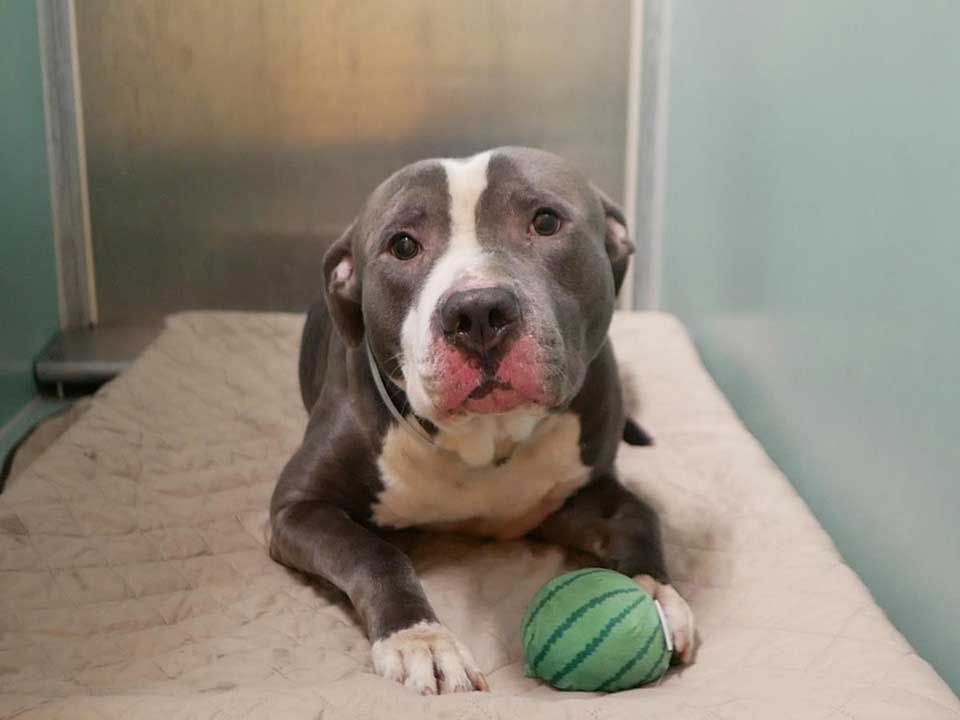 Stormy abandoned pitbull shelter fifth baby