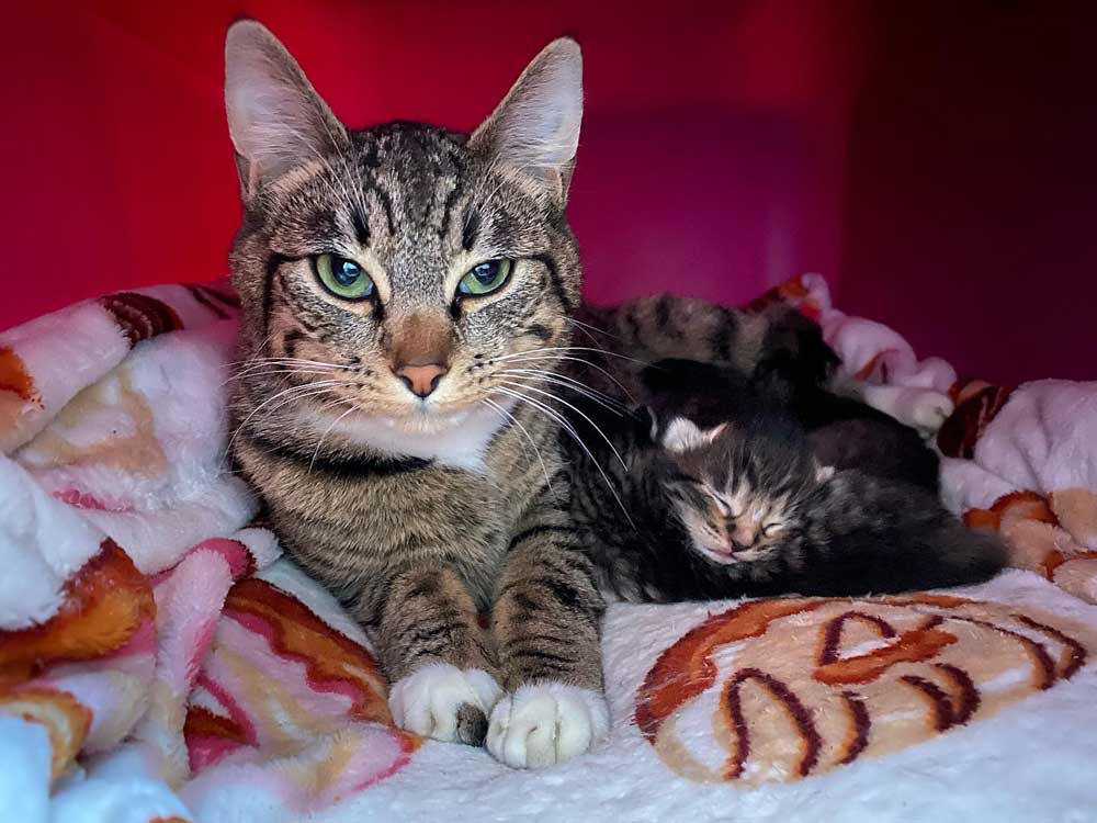 Stray Cat Enters Apartment Have Kittens