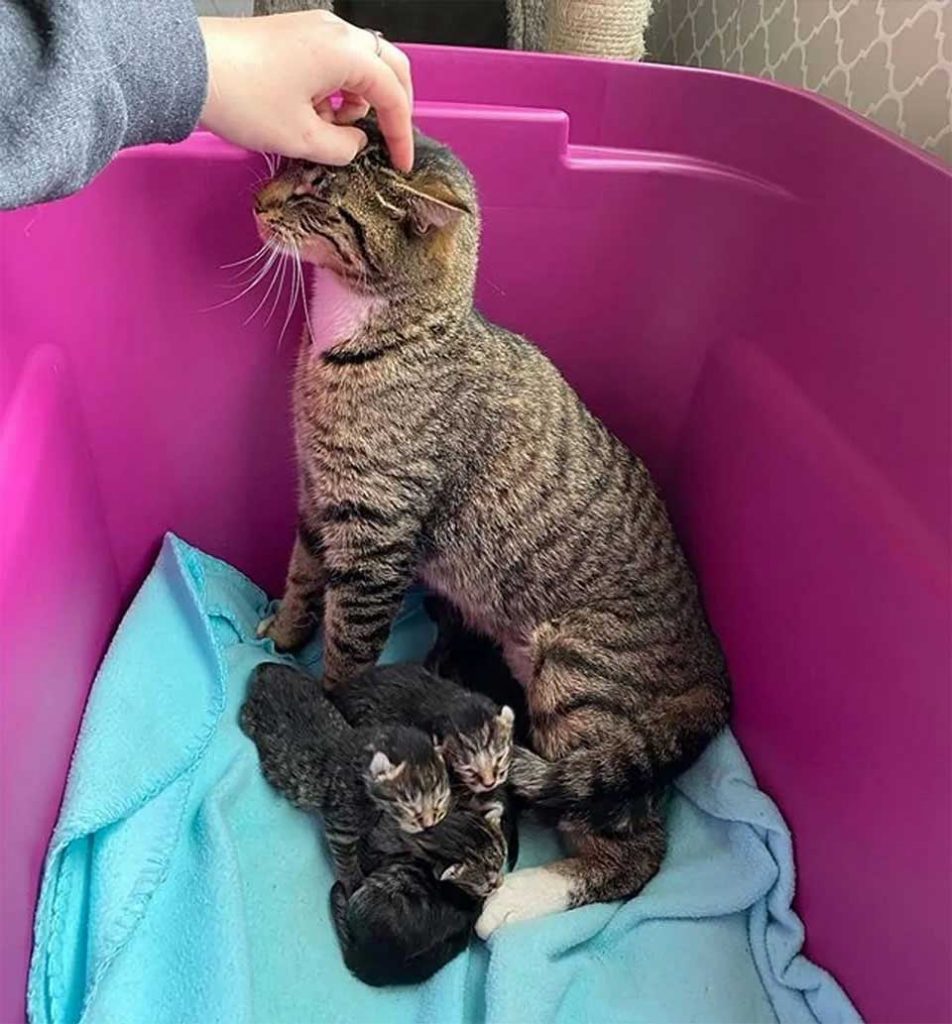 Stray Cat Enters Apartment Have Kittens