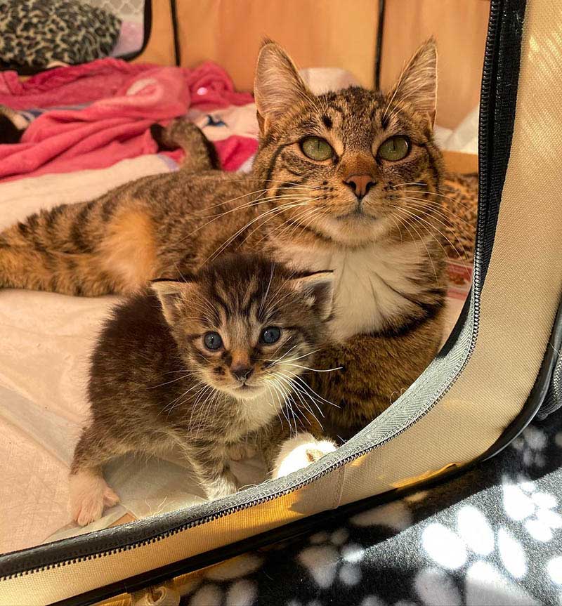 Stray Cat Enters An Apartment To Have Her Kittens And Receives Help