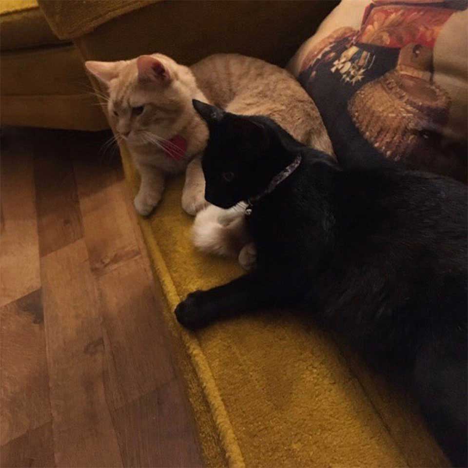 Cat Couple Babies