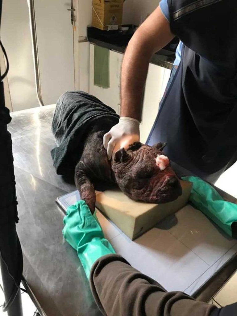 pit bull rescued Forest brazil Alessandro Desco