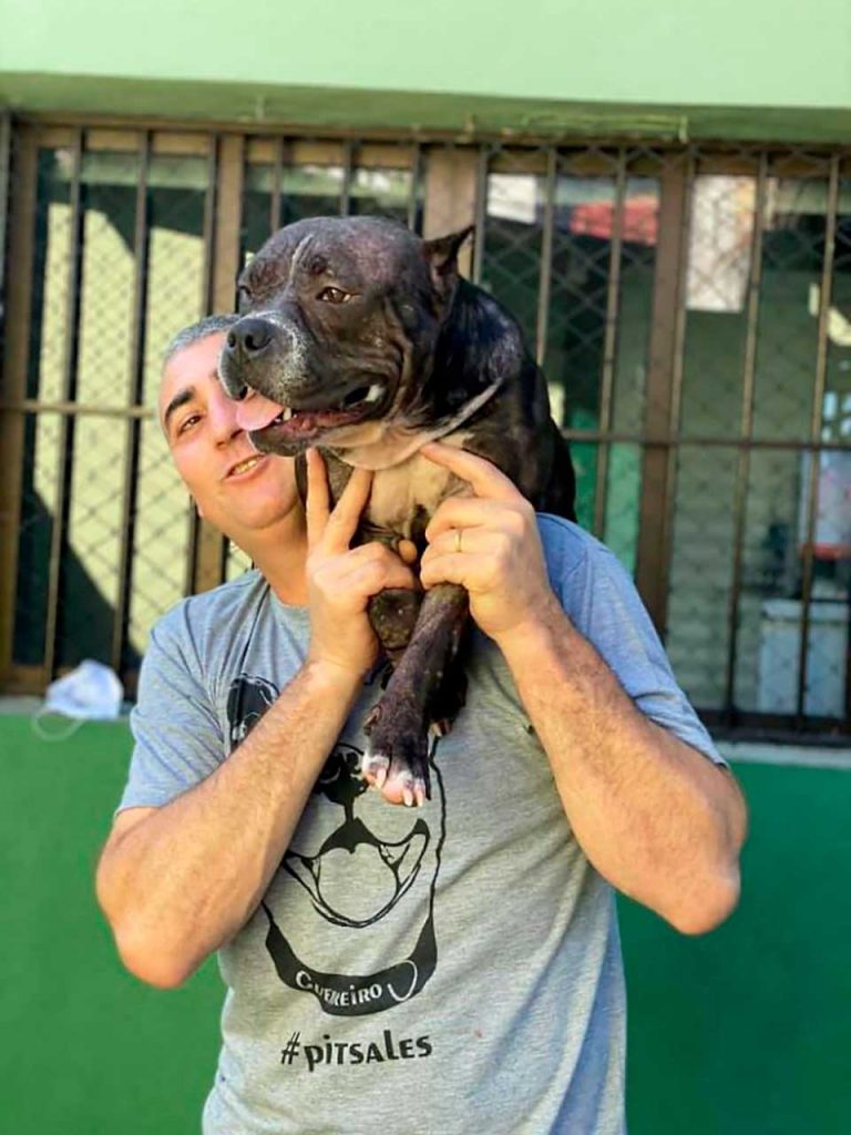 pit bull rescued Forest brazil Alessandro Desco