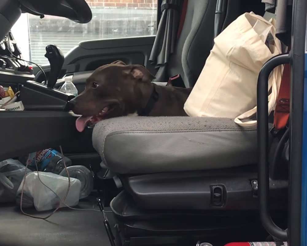 truck driver rescues pit bull dog hickory