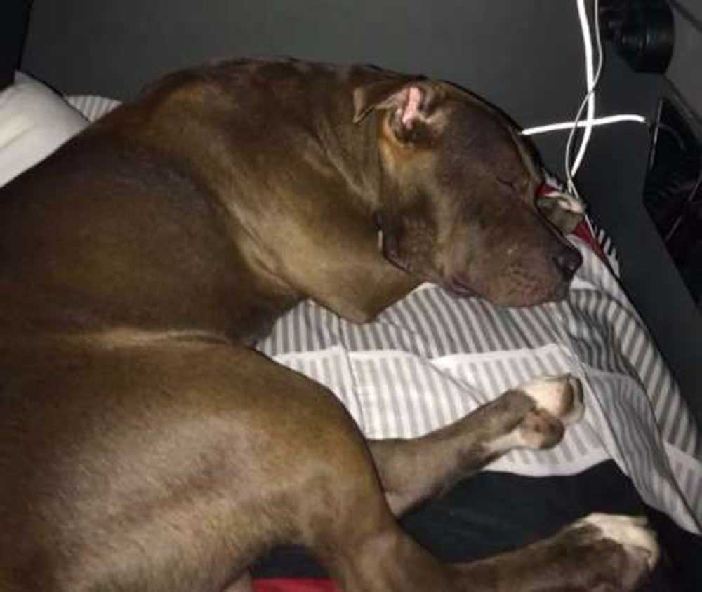 truck driver rescues pit bull dog hickory