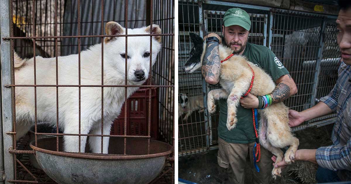 china prohibits eating dog meat