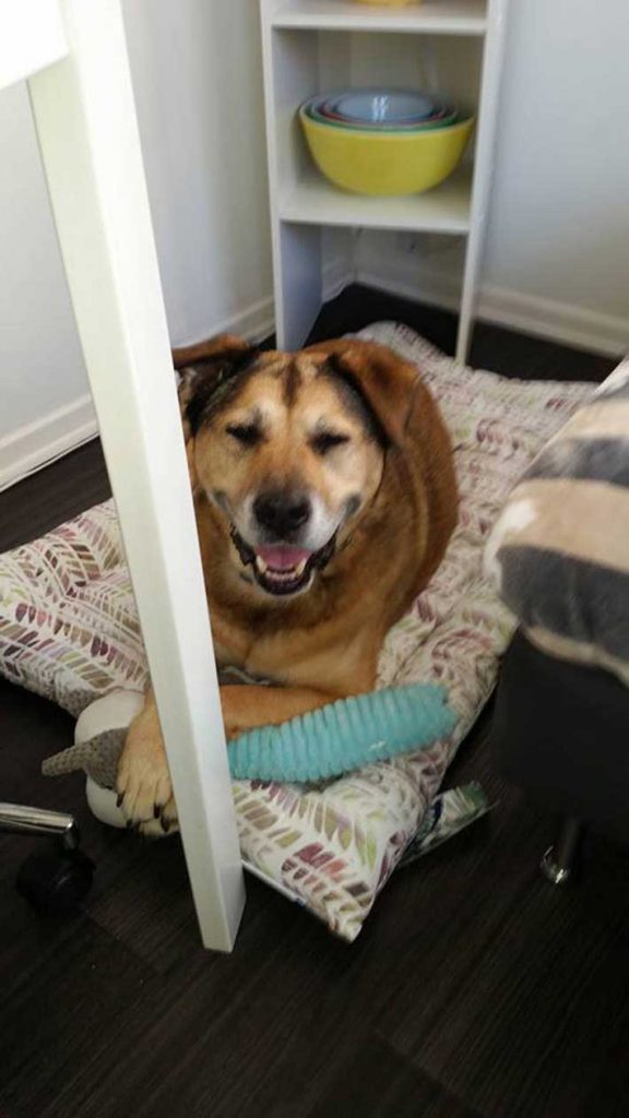 shelter worker enrages abandonment dog Canela