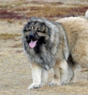 Central-Asian-Shepherd-Dog---Alabai