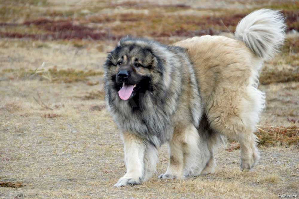 Central-Asian-Shepherd-Dog---Alabai