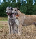 Irish-Wolfhound