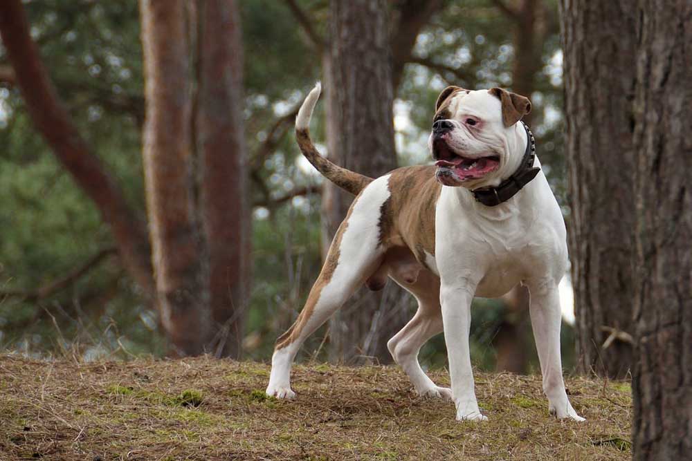 Strongest Dog American-Bulldog