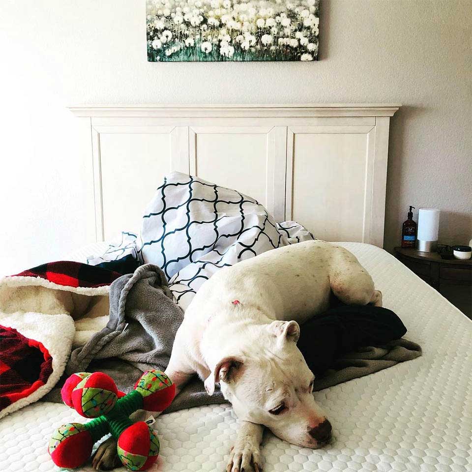 underweight pitbull found abandoned apartment