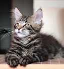 Choosing A Maine Coon Kitten