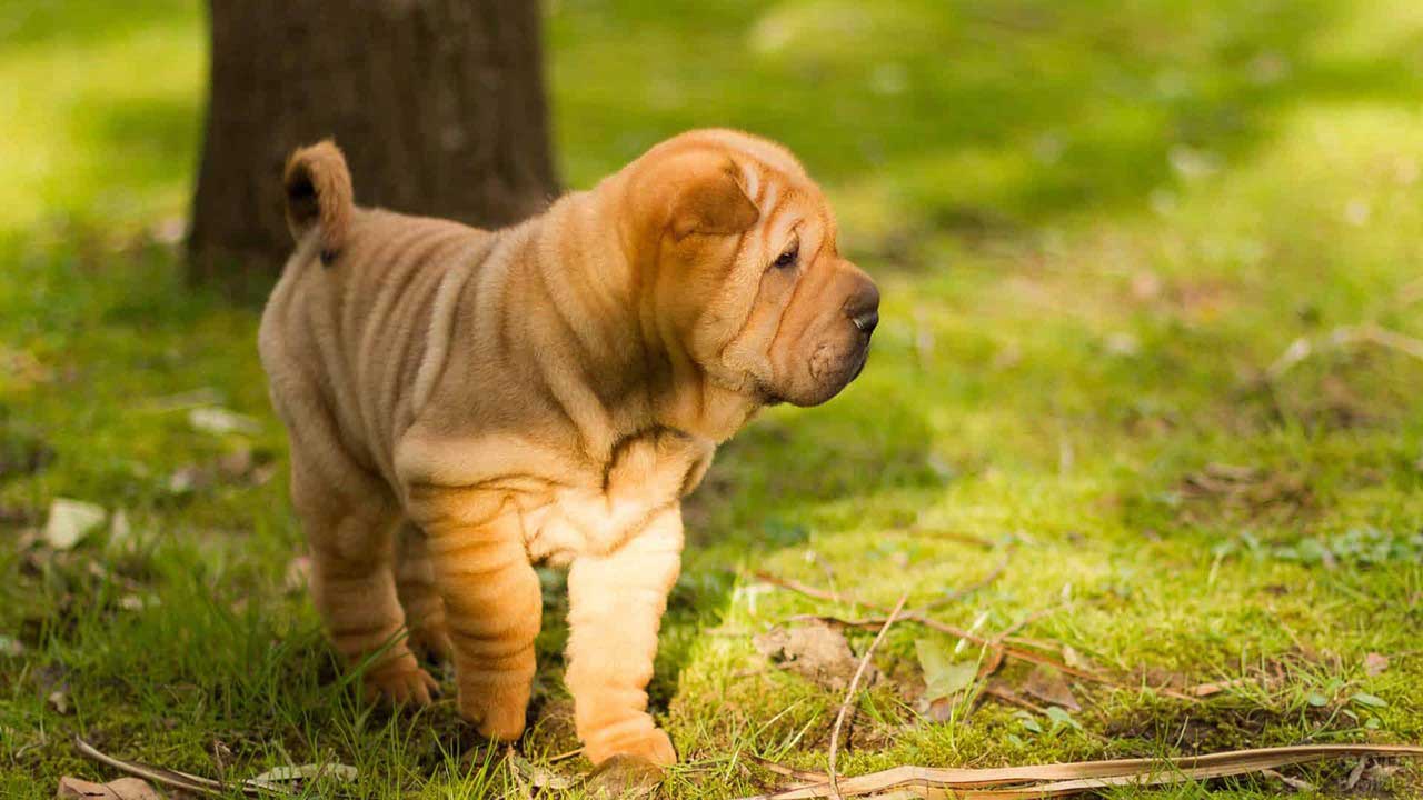 Five Fun Wrinkled Dog Breeds Shar Pei
