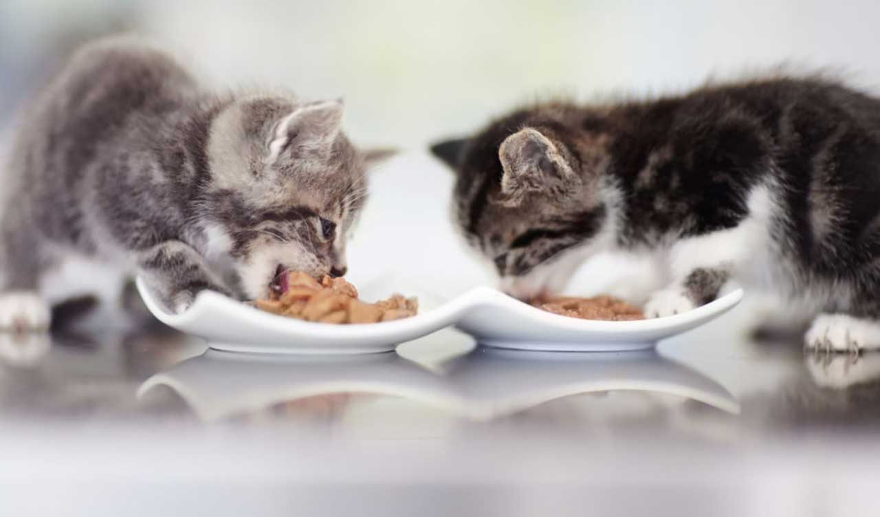 How To Feed A Little Kitten Who Was Left Without A Mother