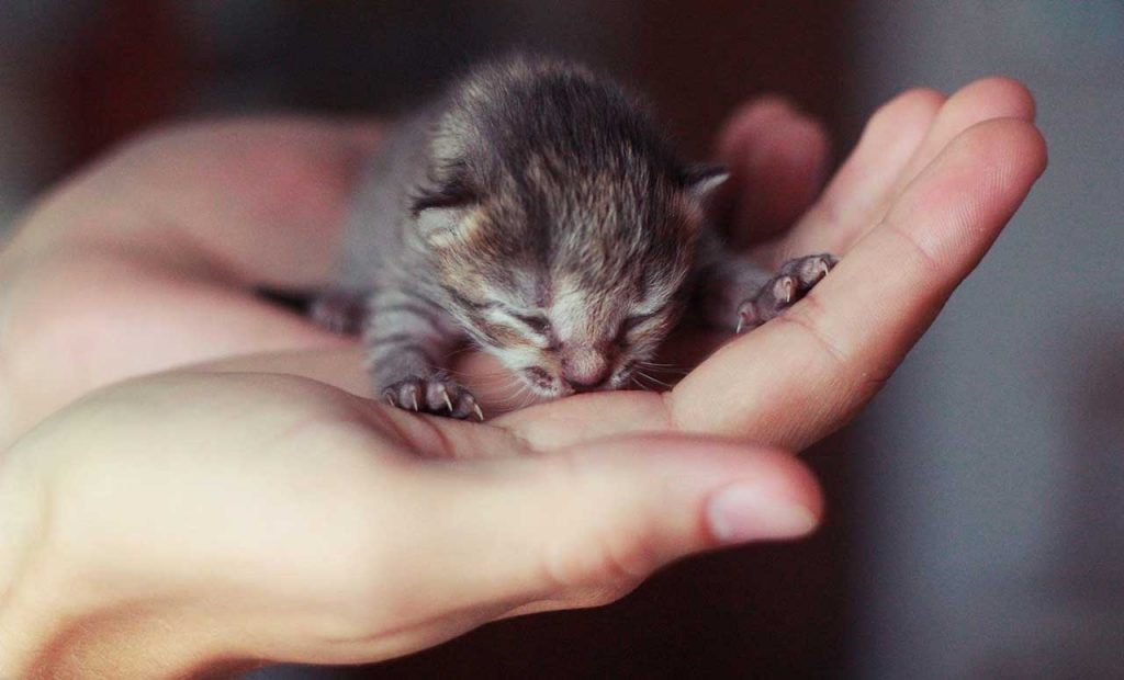 How To Take Care Of A Little Kitten