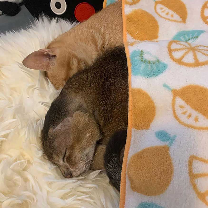 cat finds home and now has a brother