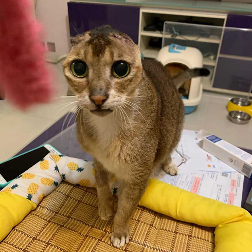 cat finds home after suffering on the streets and losing its ears