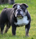 Wrinkled Dog English bulldog